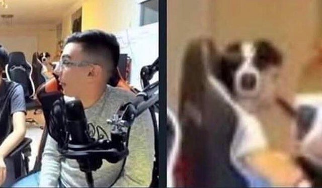 Оптическая иллюзия с собакой