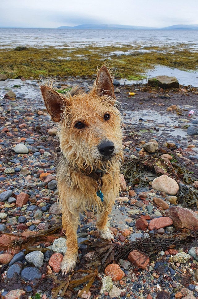 Двуногое существо