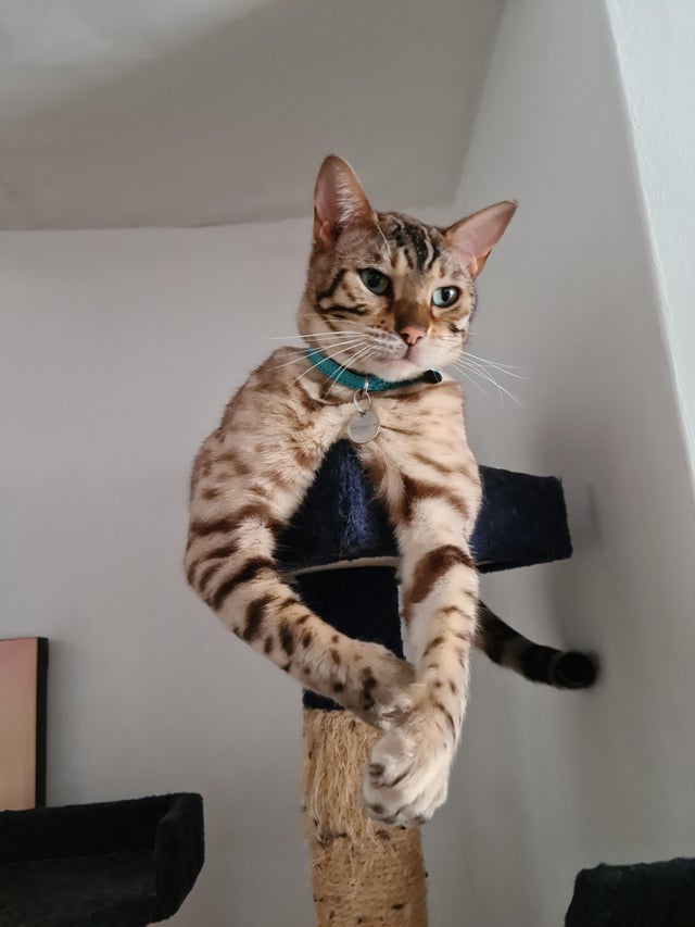 Двурукое существо