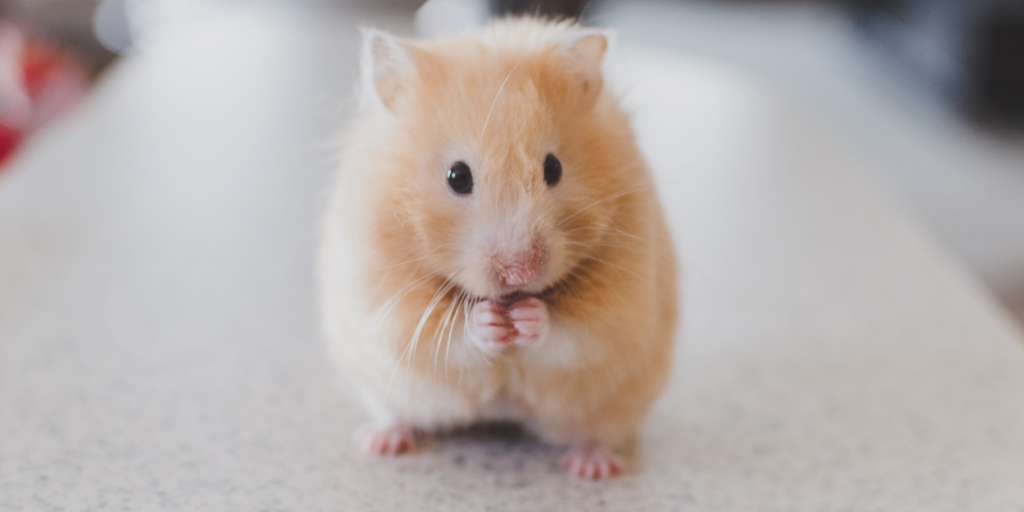 Важные советы ветеринаров для владельцев домашних животных