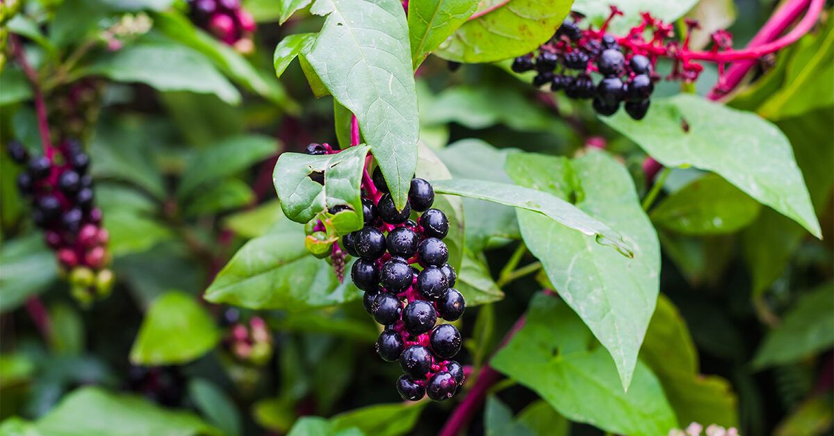 Покэ корень: загадки природы и влияние на здоровье