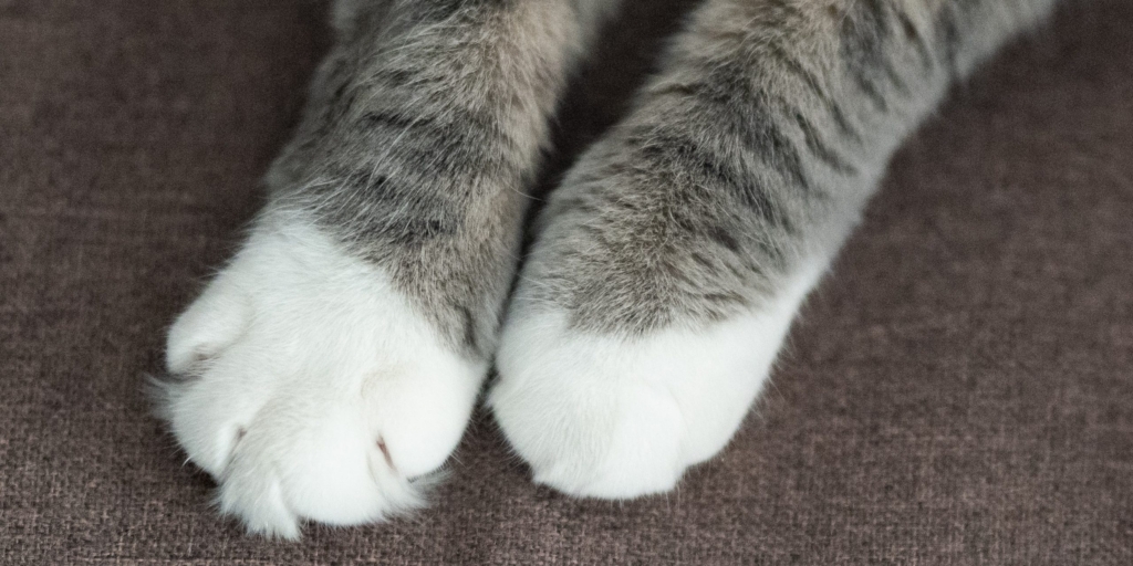 5 Critical Reasons to Avoid Using Soft Nail Caps on Cats