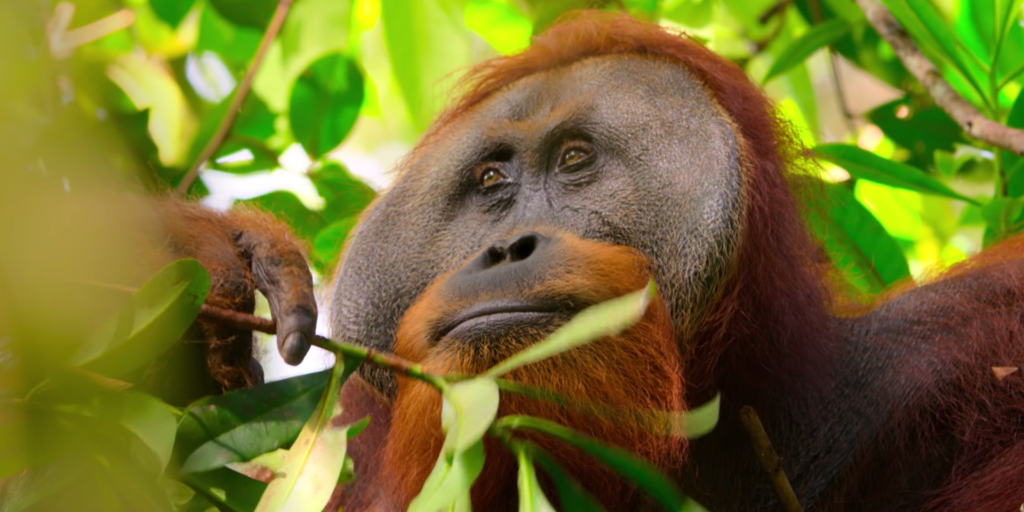 Уникальные документальные фильмы Netflix теперь бесплатно на YouTube