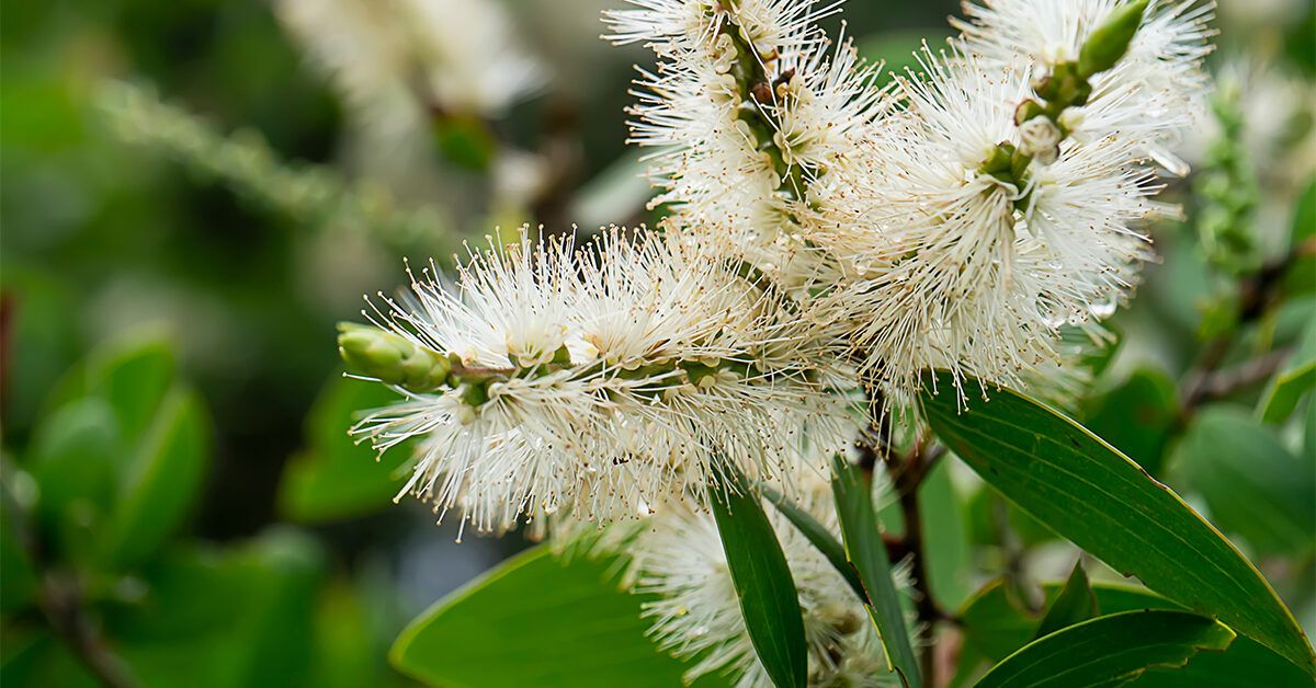 Уникальные свойства и применение эфирного масла каяпута