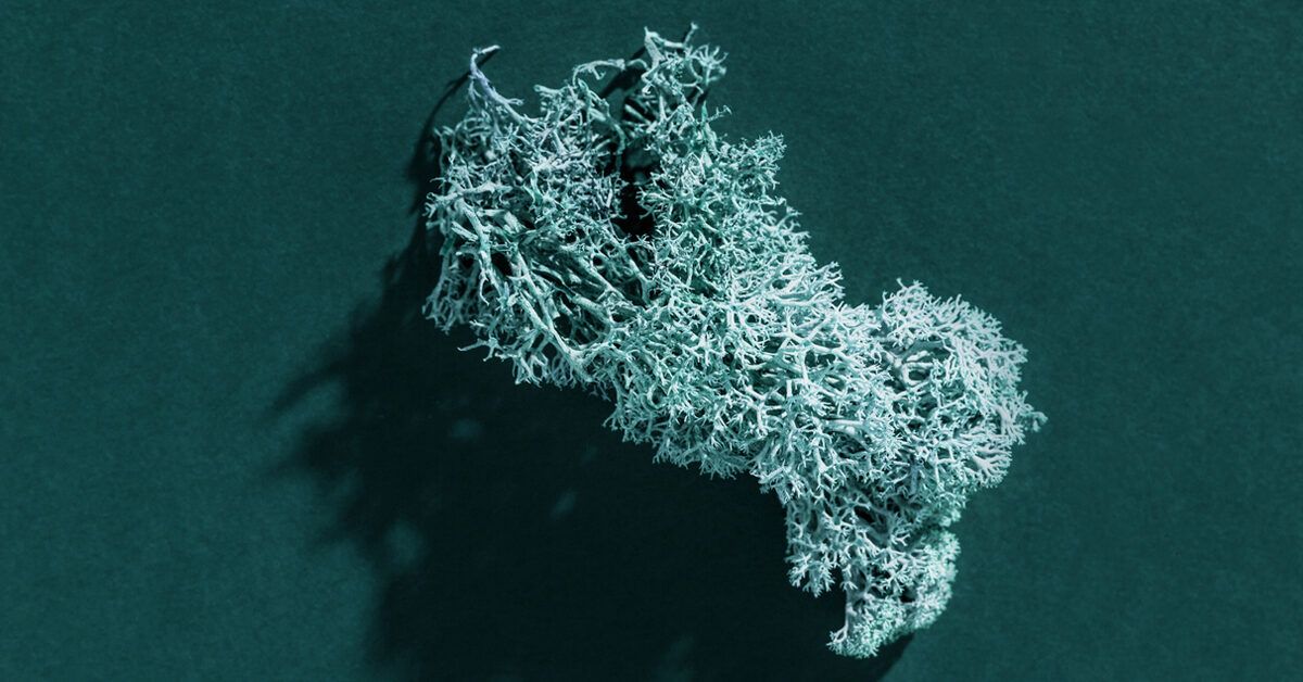 Морской мох и фертильность: что говорят исследования и как он может помочь