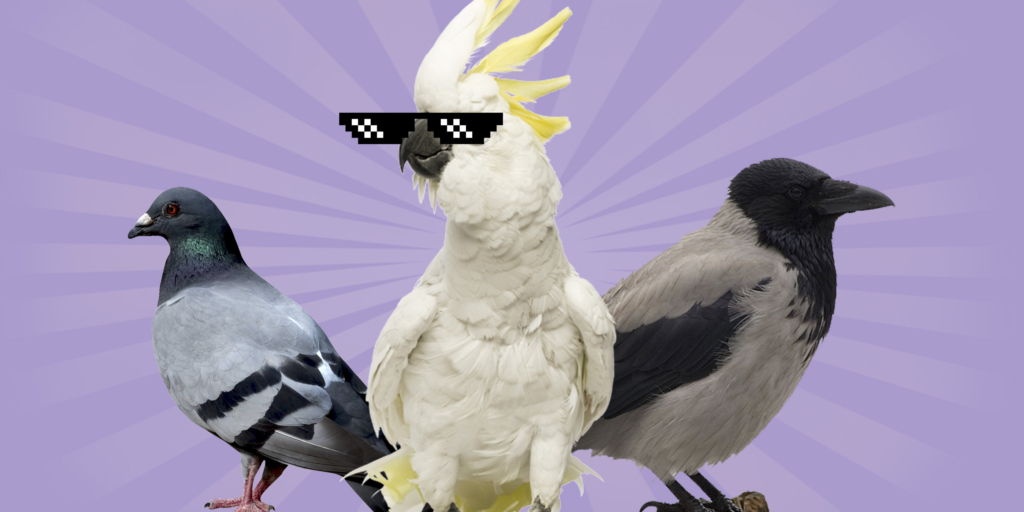 Kecerdasan Luar Biasa dari Burung-Burung yang Jarang Disadari