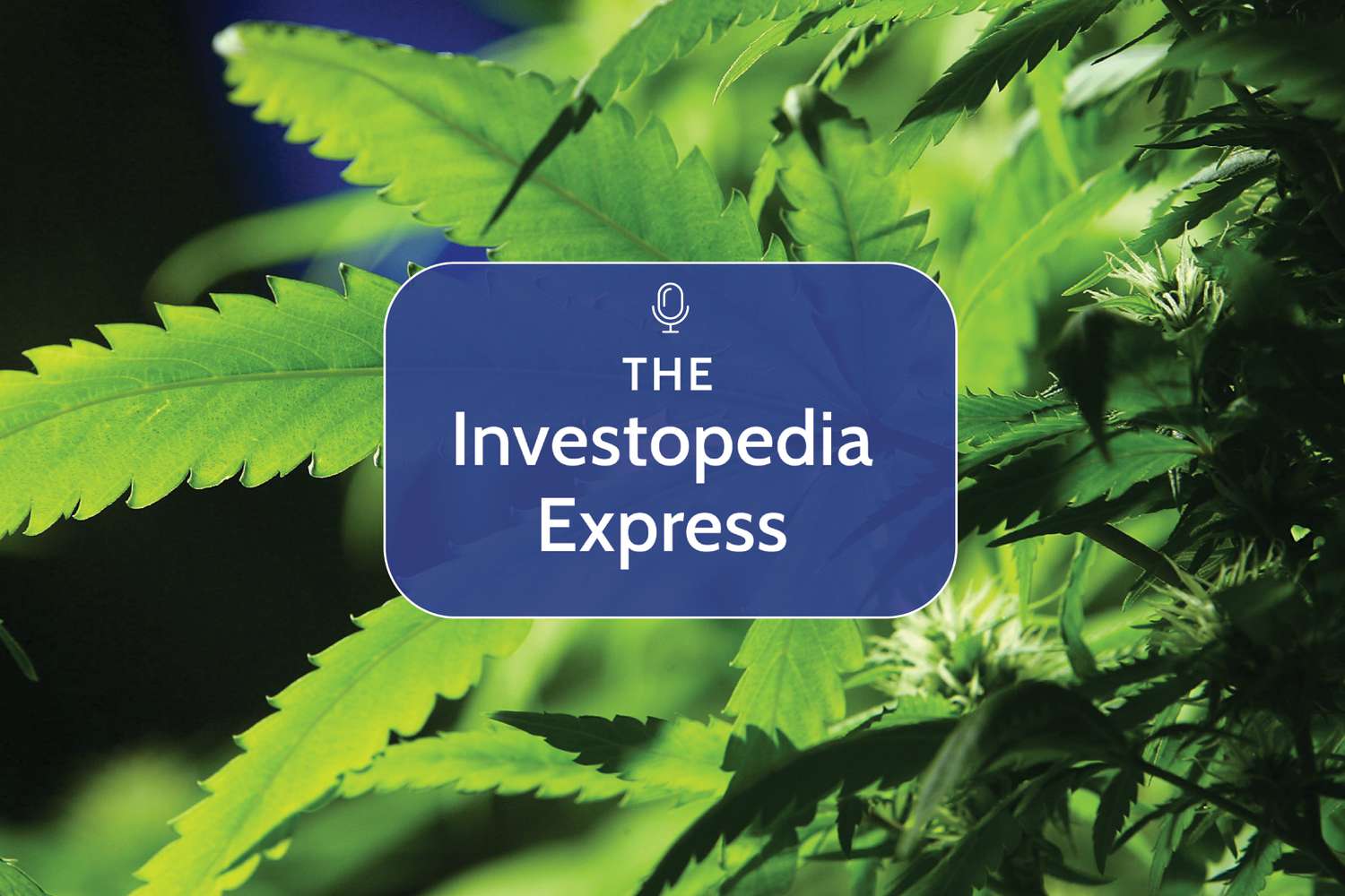 California Cannabis Industry 2025: Can Cannabis Tourism Revive Sales Amid Falling Prices?