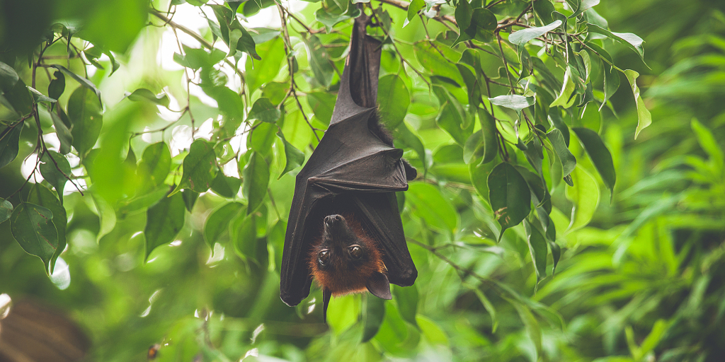 В Ухане обнаружили потенциально опасный новый коронавирус NeoCoV