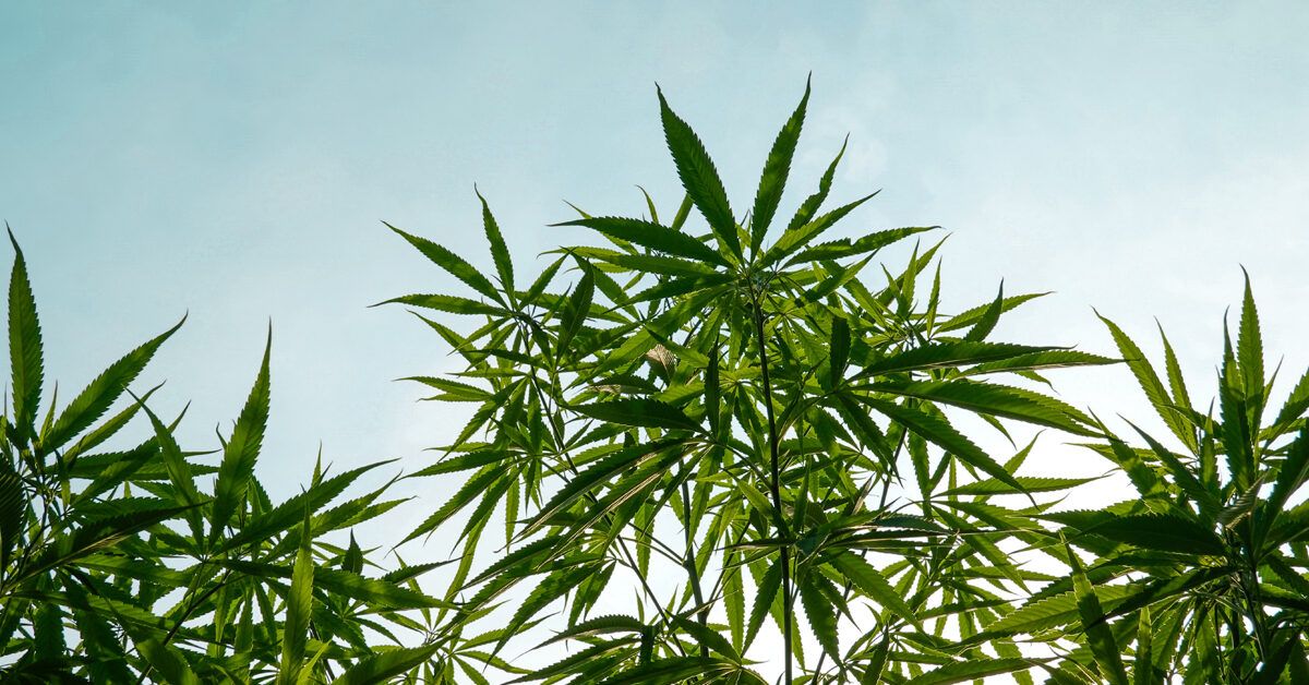 Top Cannabis Strains to Boost Libido in 2025: Prices & Benefits Explained