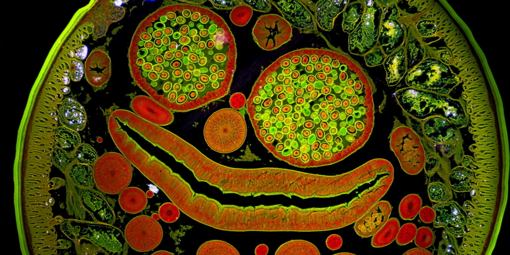 Удивительный мир микрофотографии: завораживающие детали, скрытые от глаз