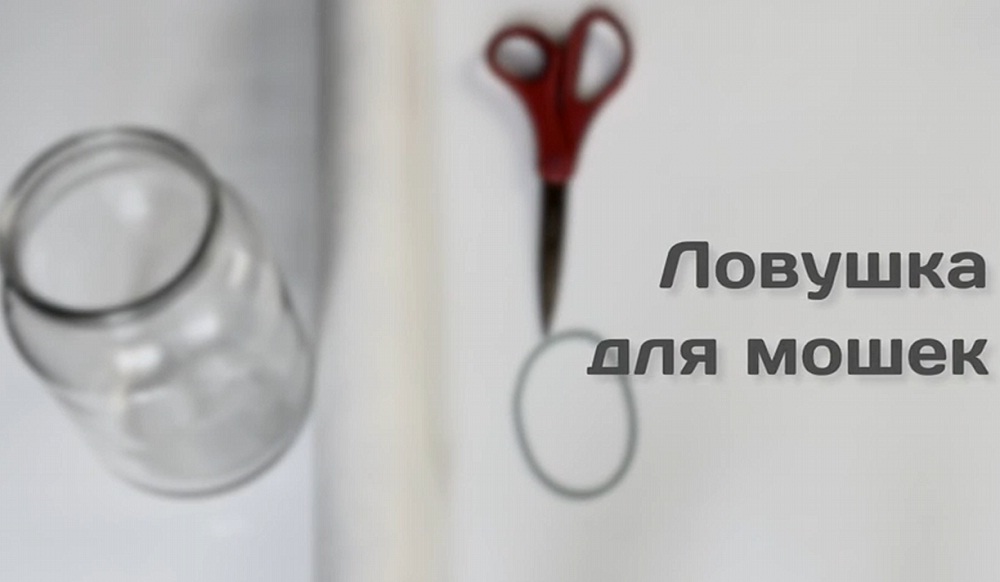 Как быстро и эффективно избавиться от мелких мошек в доме