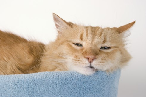 Преодоление прокрастинации: путь к внутренней свободе и эффективности