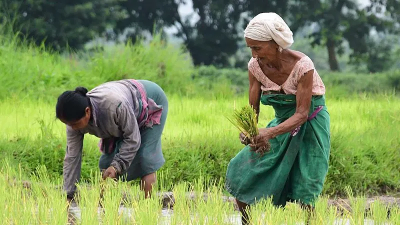 NurPhoto via Getty Images Women plant rice saplings in a paddy field on the outskirts of Guwahati, India, on July 20, 2025