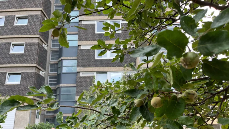 Городской сад, охлаждающий Лондон в период жары