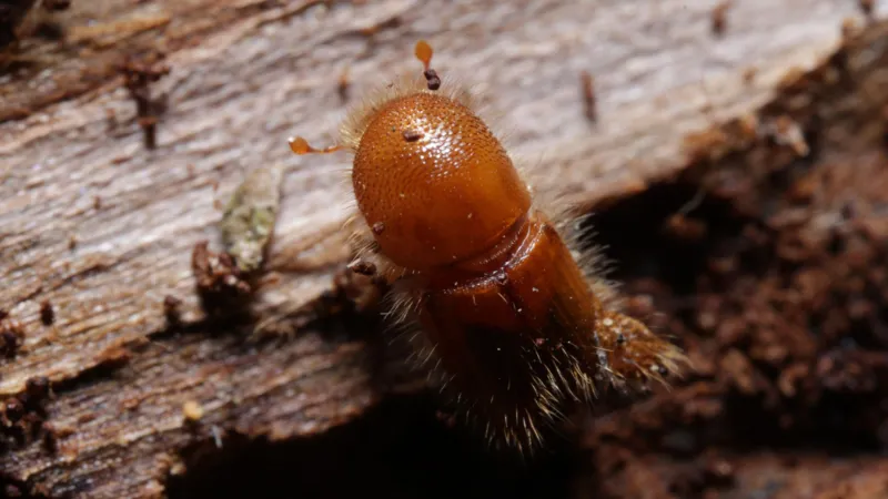 Dogs and Drones Join UK Battle Against Spruce Bark Beetle