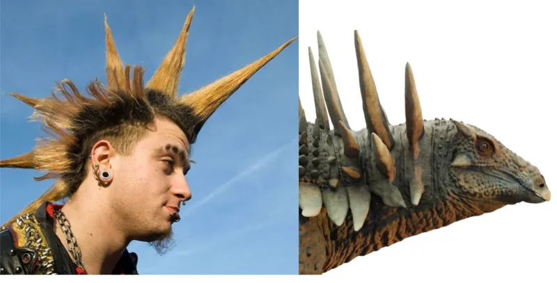 Getty/Matt Dempsey Picture of a male punk rocker on the left who has spiky hair and a studded black leather jacket and on the right a close up of the new dinosaur's head which also has spikes coming out