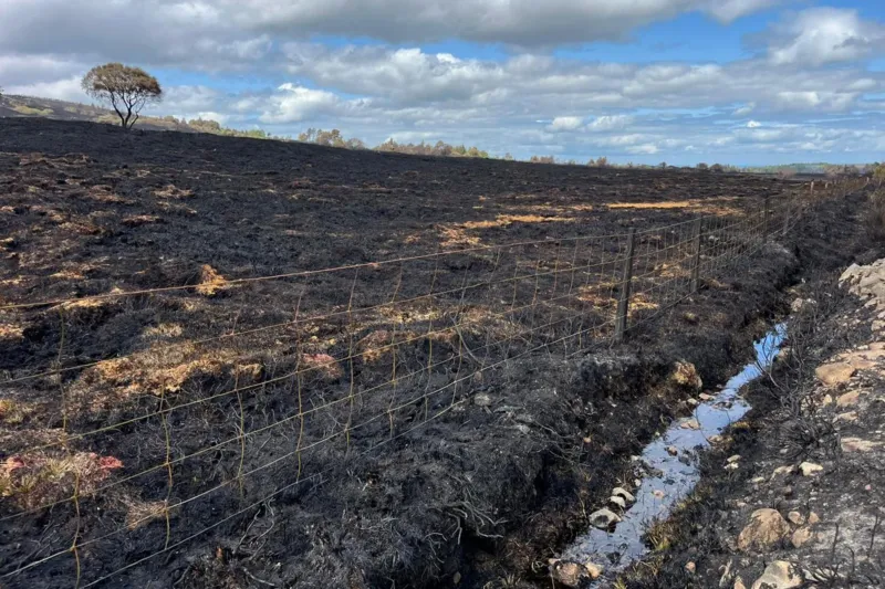 The aftermath of a wildfire at Dava Moor. Moorland behind a wire fence is burned black. There is a lone pine in the distance.