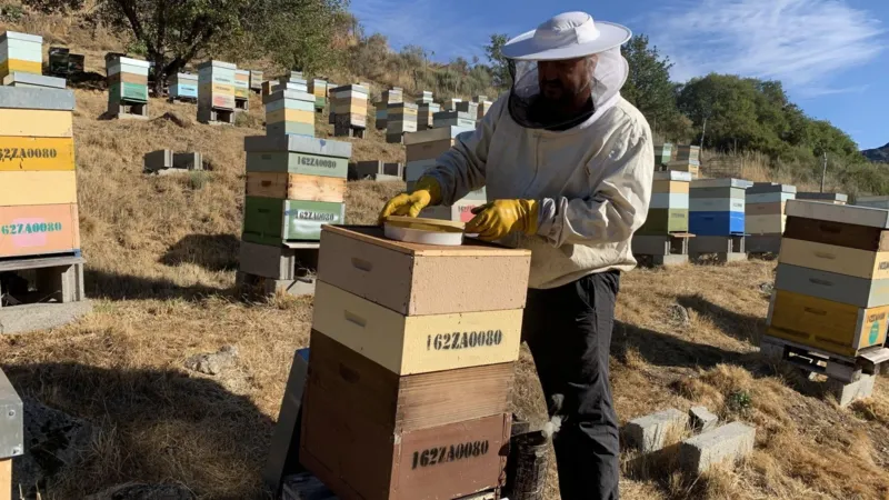 Guy Hedgecoe José Antonio Bruña checking on one of his beehives, with many others in the background of the field