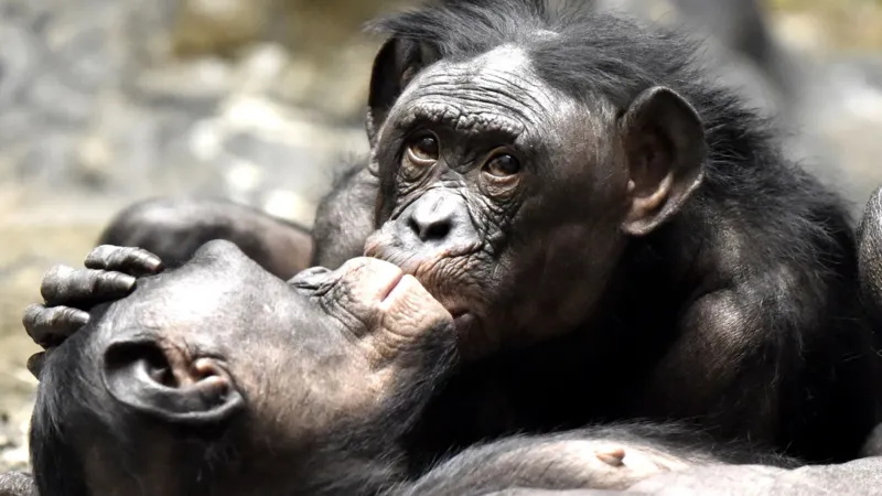Getty Images Apes kissing