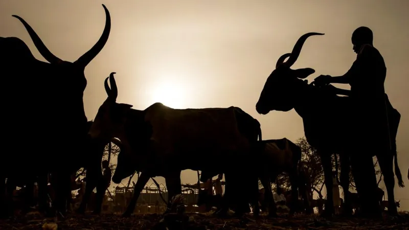 AFP/Getty Images A Fulani man in silhouette in northern Nigeria tending cattle with long horns.