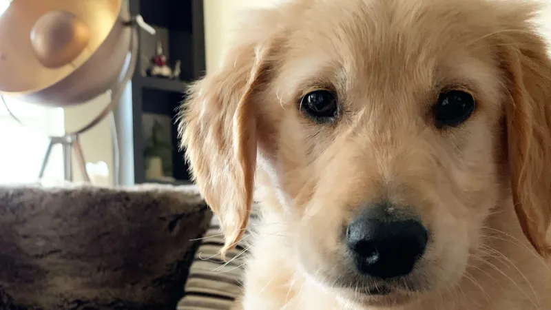 Kate Margolis Kate Margolis' dog Milo when he was a puppy. He has blonde fur, a black nose and dark eyes. His ears seem floppy and is sitting indoors quite close to the camera.