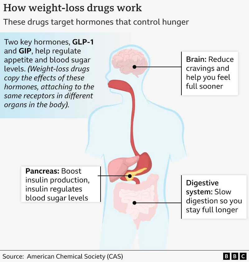 A graphic shows how weight-loss drugs work in the body. The illustration depicts the human body with three organs highlighted: the brain, pancreas, and digestive system.