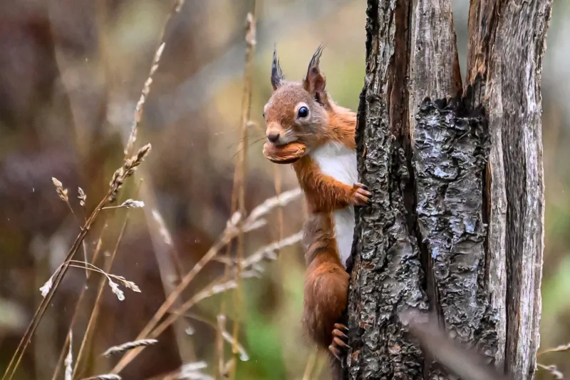 Citizen Scientists Help Red Squirrels Return to Aberdeen