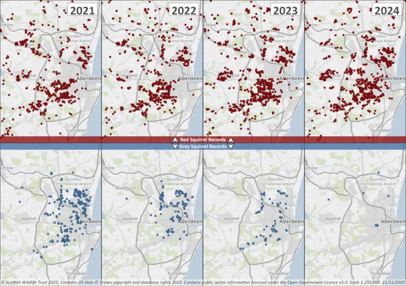 Maps of Aberdeen showing dots representing red squirrels and grey squirrels, they show the red population has strengthened in recent years, with greys in decline.