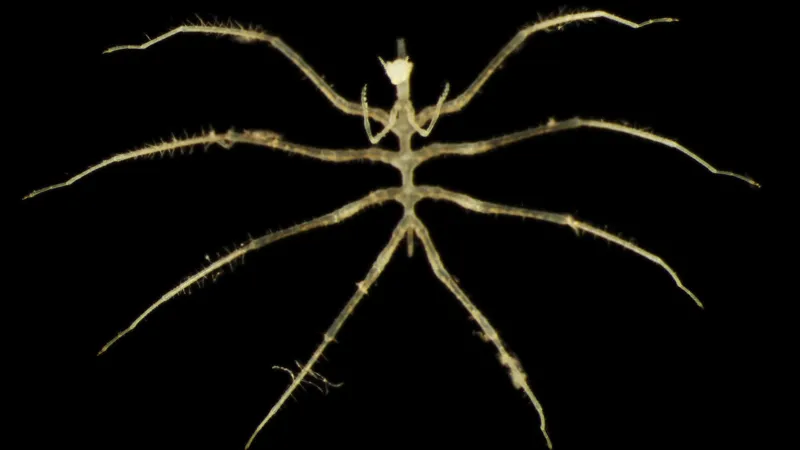 Abyssal sea spider with a long yellow body