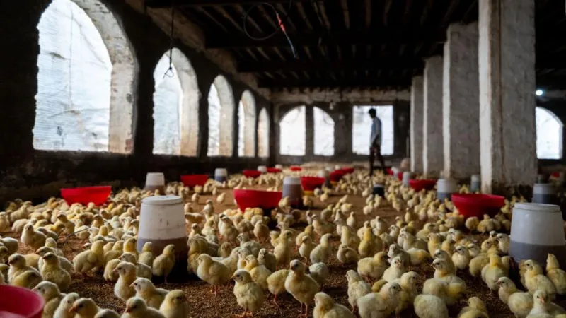 Цыплята на птицефабрике в Индии