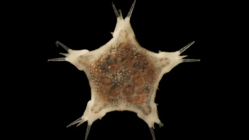 A deep-sea star with pale edges