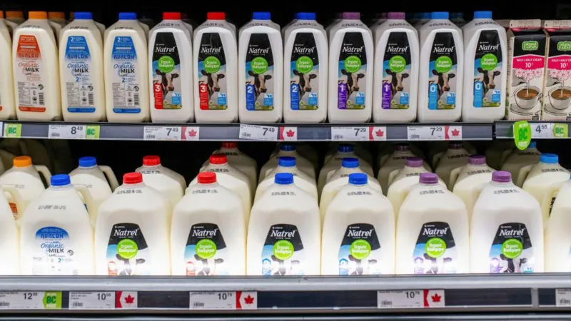 Row of milk jugs in a Canadian shop