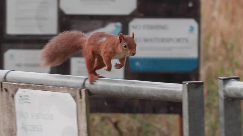 Colin Little A red squirrel running along a railing, with signs on a board in the background.