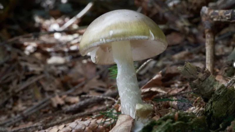 California Death Cap Poisonings Rise: 1 Dead, 21 Affected