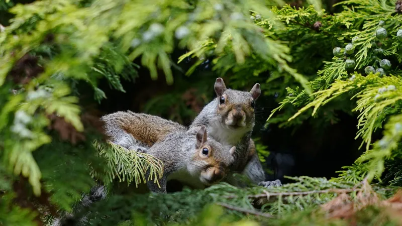PA Media Two grey squirrels next to each other, looking through tree branches in the direction of the camera.